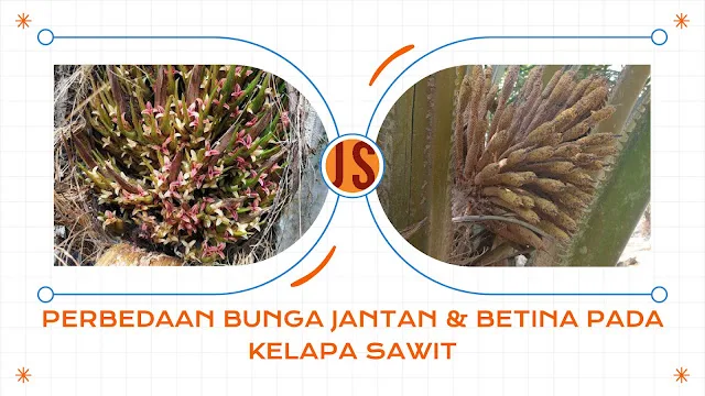 Perbedaan Bunga Jantan Dan Betina Pada Kelapa Sawit