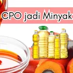 Dari Kebun Sawit Ke Meja Makan: Proses Cpo Menjadi Minyak Goreng