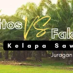 Mitos Dan Fakta Kelapa Sawit: Memahami Sumber Daya Alam Yang Kontroversial