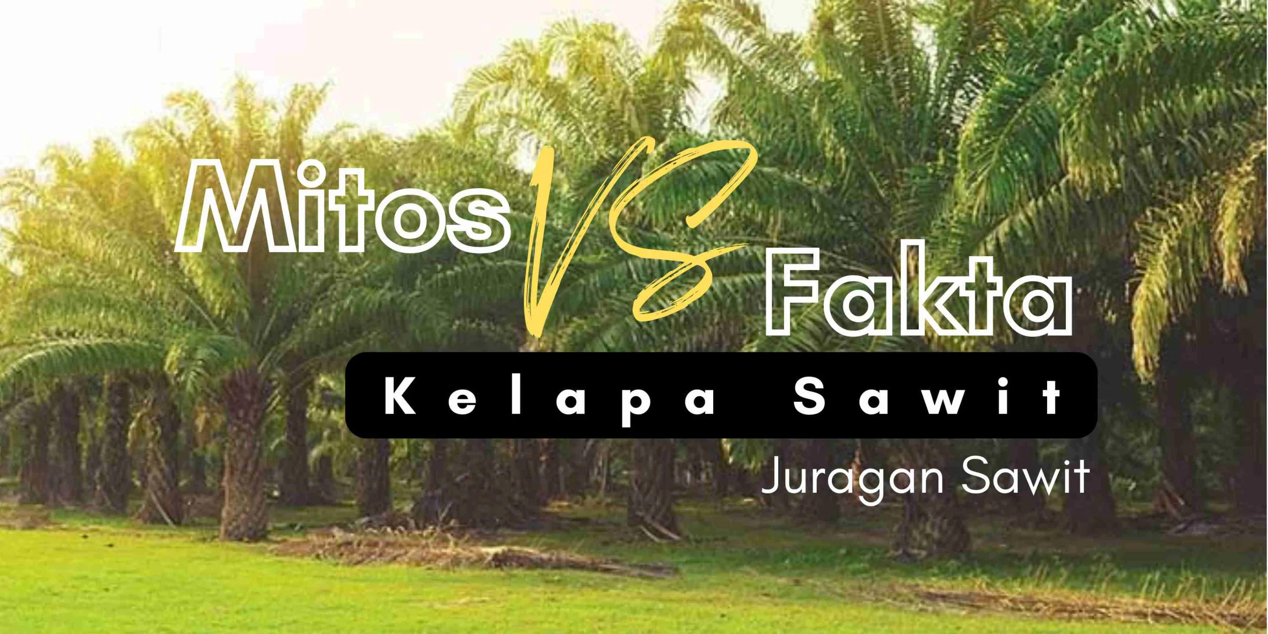 Mitos Dan Fakta Kelapa Sawit: Memahami Sumber Daya Alam Yang Kontroversial