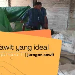 Tips Efektif Dalam Pemilihan Pupuk Untuk Tanaman Kelapa Sawit