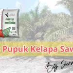 Panduan Lengkap Takaran Dosis Pupuk Untuk Kelapa Sawit Yang Efektif