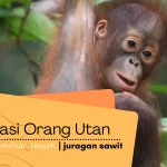 Konservasi Orang Utan Di Tanjung Puting Kalimantan Tengah: Upaya Pelestarian Yang Penting