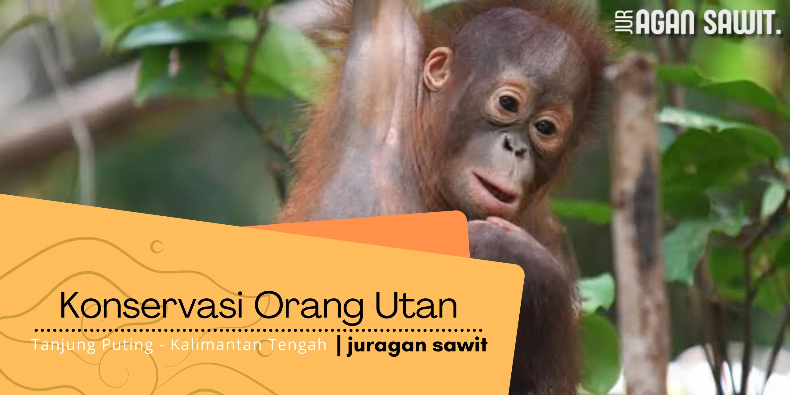 Konservasi Orang Utan Di Tanjung Puting Kalimantan Tengah: Upaya Pelestarian Yang Penting