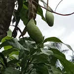 Jenis Buah-Buahan Yang Cocok Untuk Ditanam Di Lahan Kosong Kebun Sawit