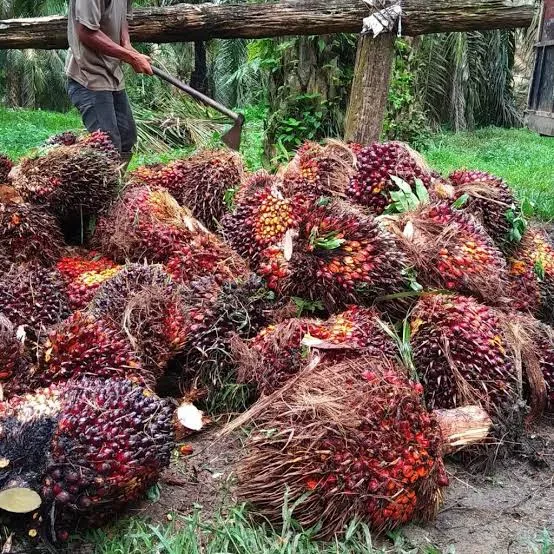 Rotasi Ideal Untuk Panen Buah Sawit Agar Mendapatkan Kualitas Terbaik