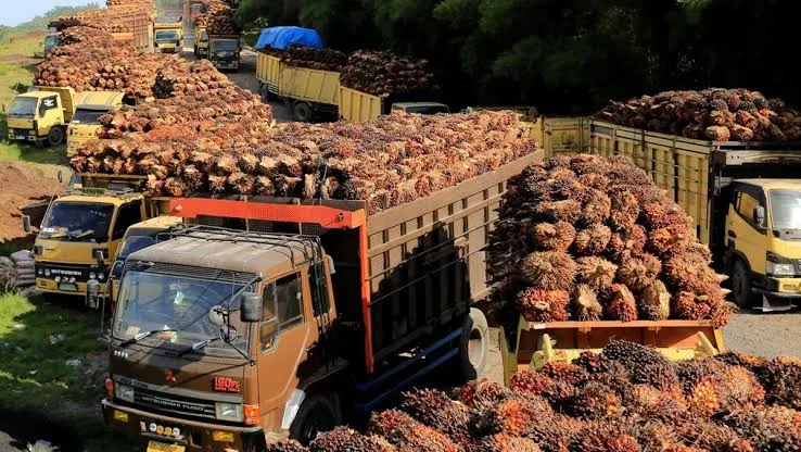 Kebijakan Pemerintah Dan Implikasinya Terhadap Masa Depan Industri Kelapa Sawit Di Indonesia