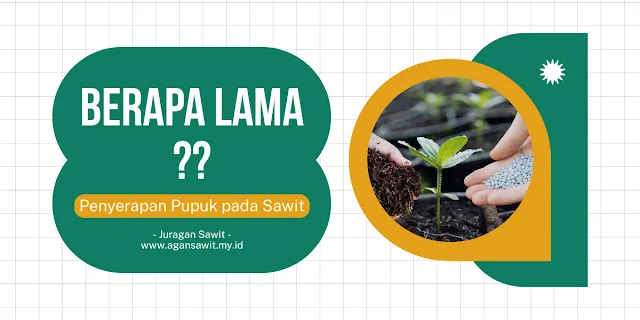 Berapa Lama Waktu Yang Diperlukan Untuk Penyerapan Pupuk Oleh Sawit?