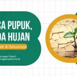 Dampak Pasca Pemupukan Sawit Di Musim Tanpa Hujan