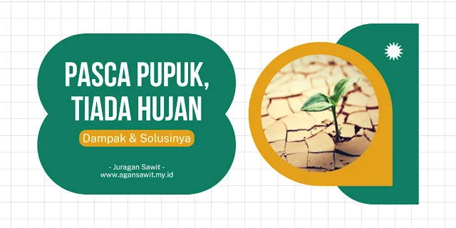 Dampak Pasca Pemupukan Sawit Di Musim Tanpa Hujan