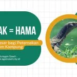 Biawak: Musuh Tak Terduga Bagi Peternak Ayam Kampung