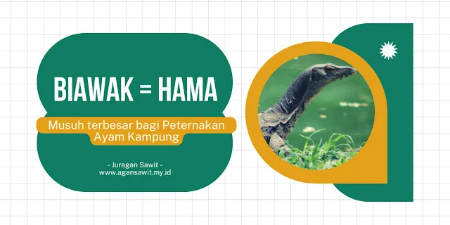 Biawak: Musuh Tak Terduga Bagi Peternak Ayam Kampung