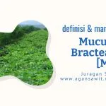 Manfaat Mucuna Bracteata (Mb) Dalam Meningkatkan Kualitas Tanah Di Kebun Sawit