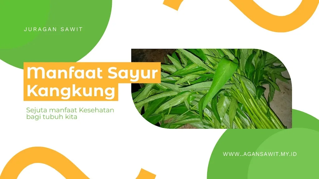 Kangkung: Sayuran Bergizi Dan Manfaatnya Bagi Kesehatan Tubuh