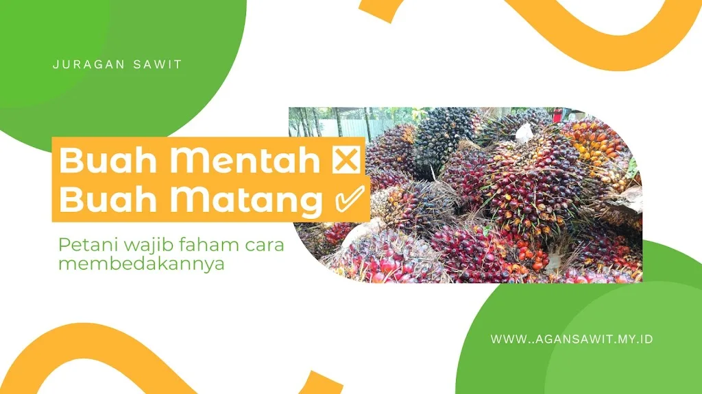 Cara Membedakan Buah Sawit Mentah Dan Matang