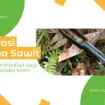 Kastrasi Buah Sawit: Manfaat, Tujuan, Dan Dampaknya