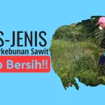 Jenis Gulma Perkebunan Sawit Yang Wajib Di-Bersihkan