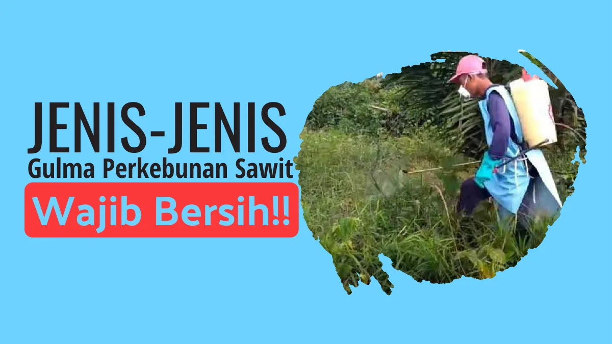 Jenis Gulma Perkebunan Sawit Yang Wajib Di-Bersihkan