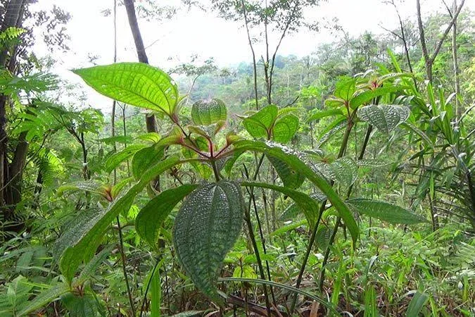 Gulma Anakan Pohon