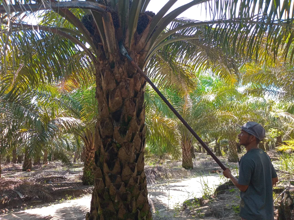 [Catat] Peralatan Yang Wajib Dimiliki Oleh Calon Petani Sawit Sukses