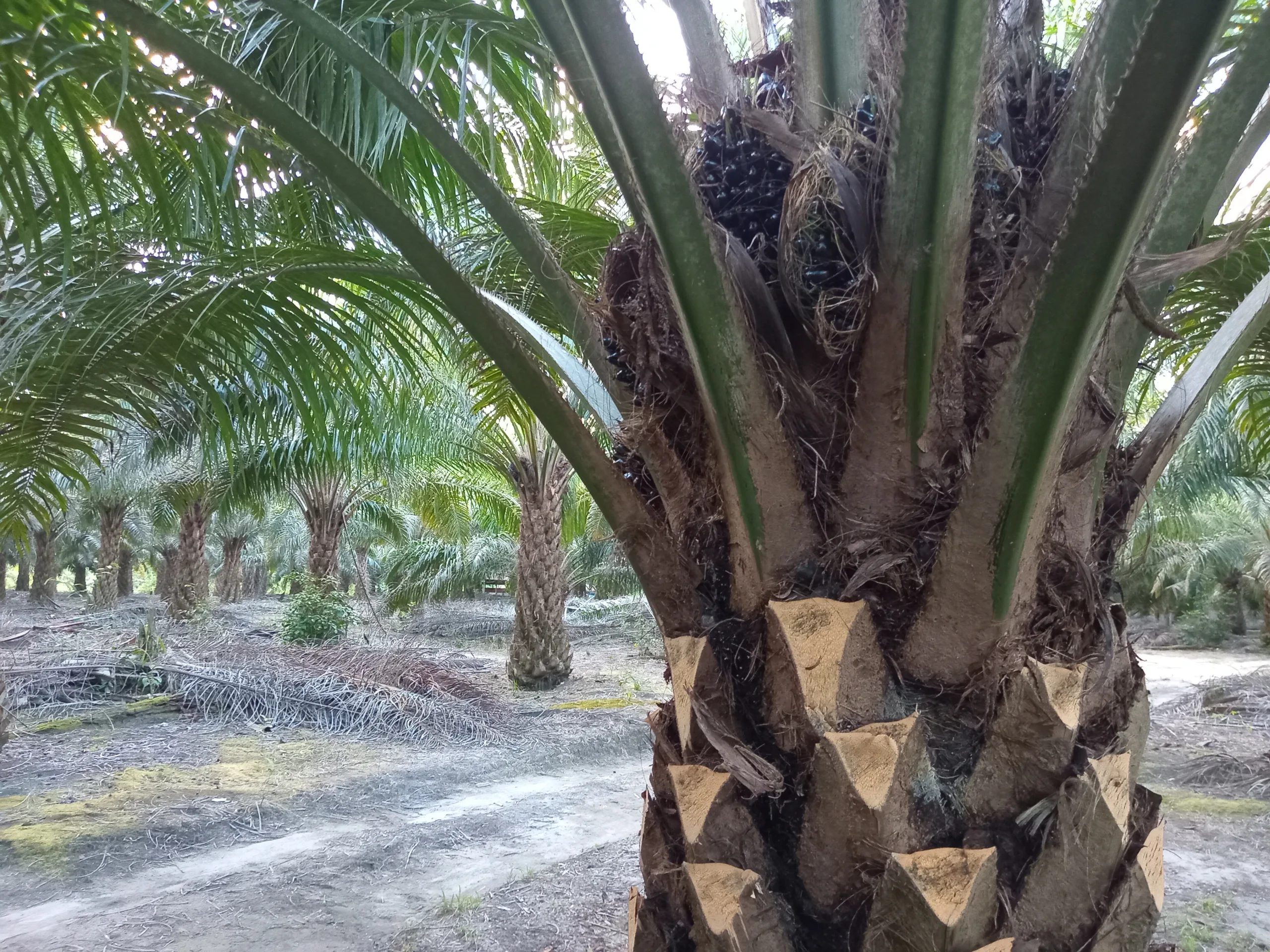 Prunning Sawit: Manfaat, Tujuan Dan Kapan Sebaiknya Dilakukan