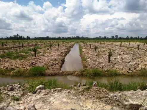 [Khusus Pemula] Langkah-Langkah Persiapan Tanam Kelapa Sawit Dari 'Nol'